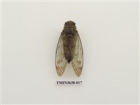 藏品(臺灣騷蟬)的圖片